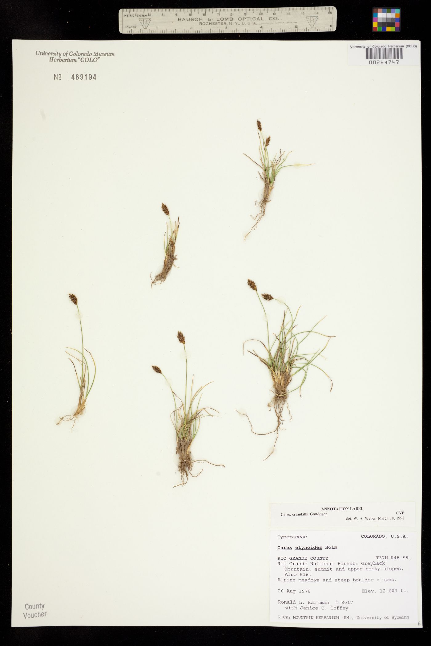 Carex crandallii image