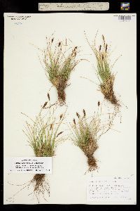 Carex crandallii image