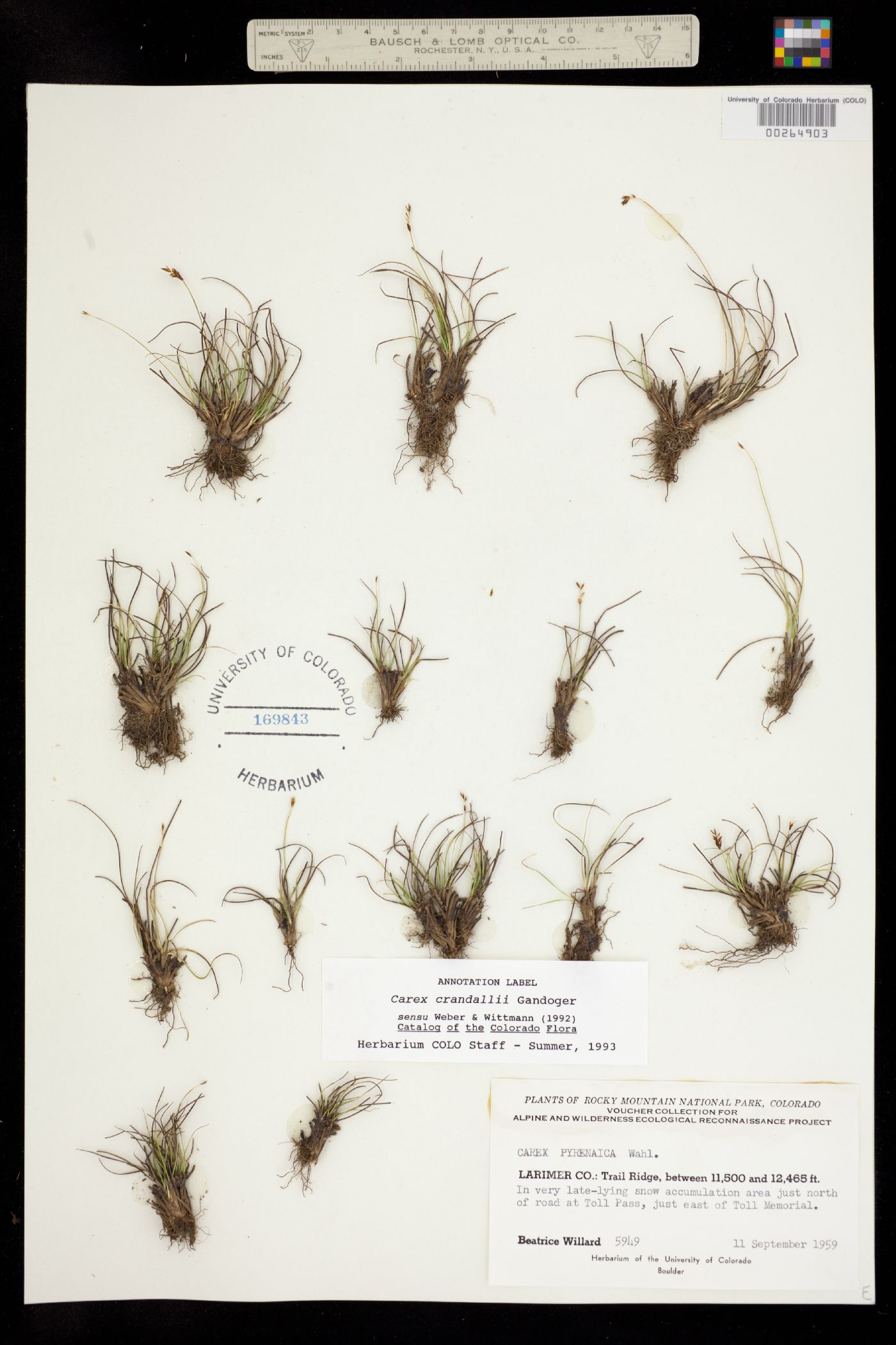 Carex crandallii image