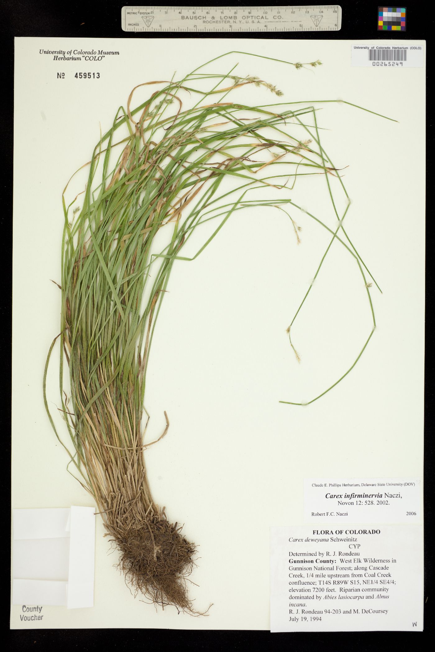 Carex infirminervia image