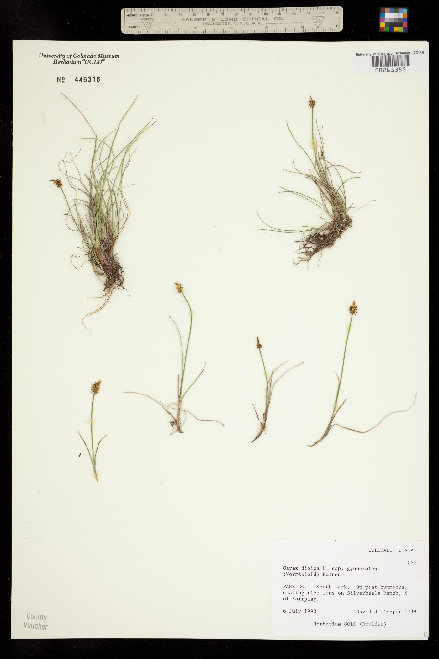 Carex gynocrates image