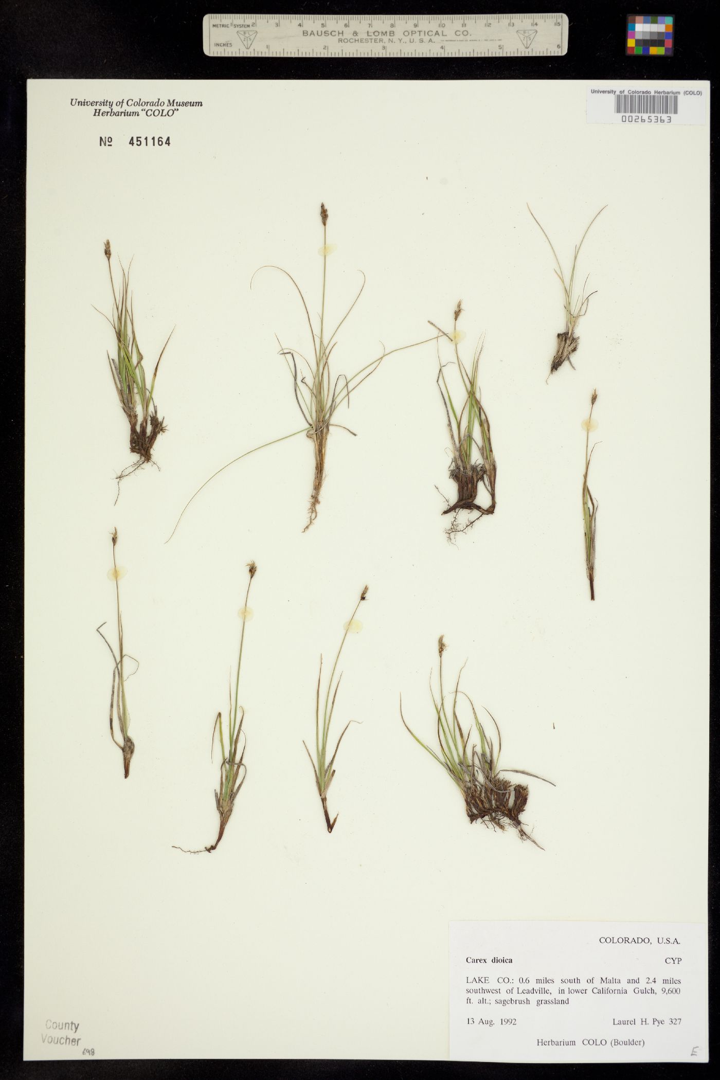 Carex dioica subsp. gynocrates image