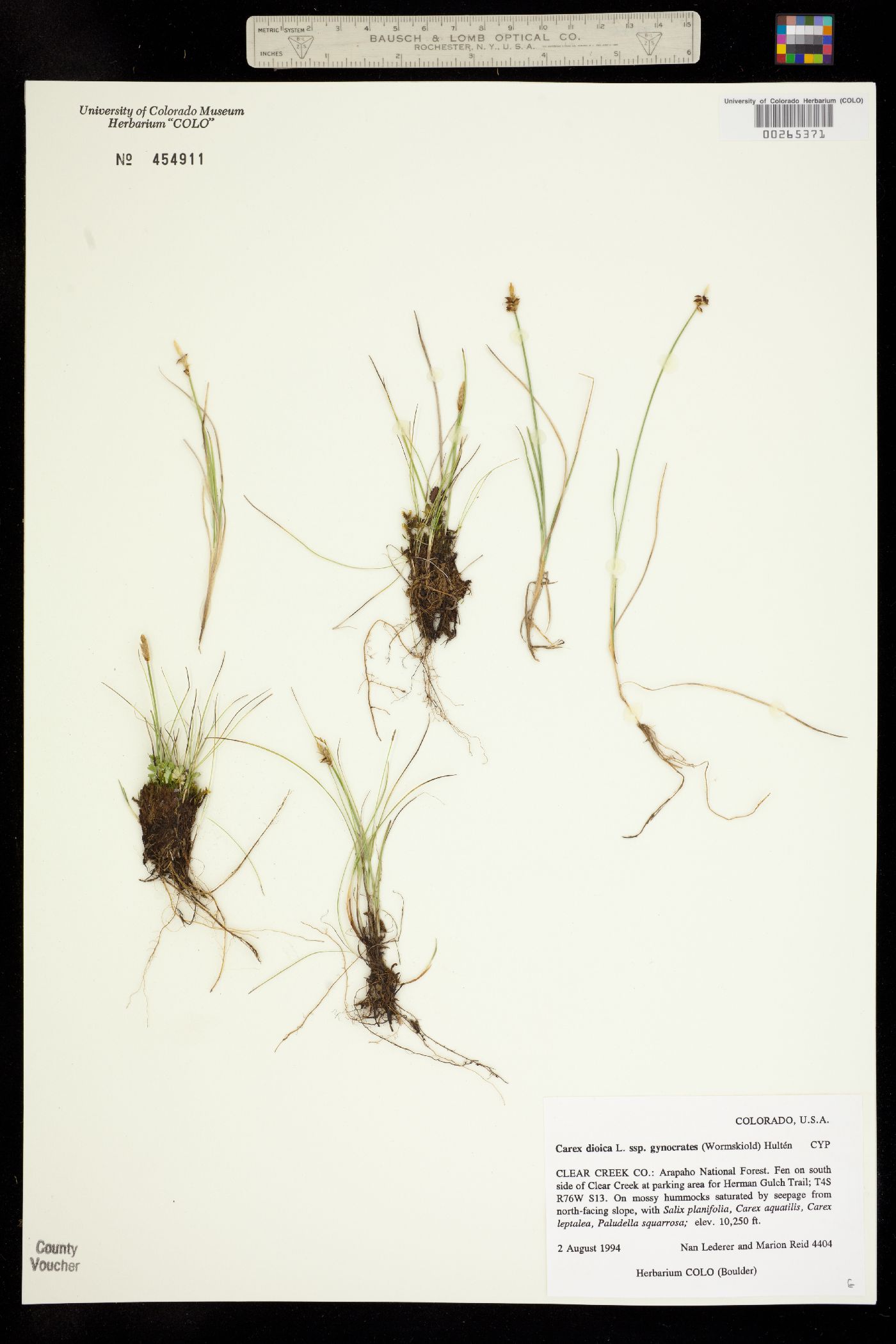 Carex dioica image