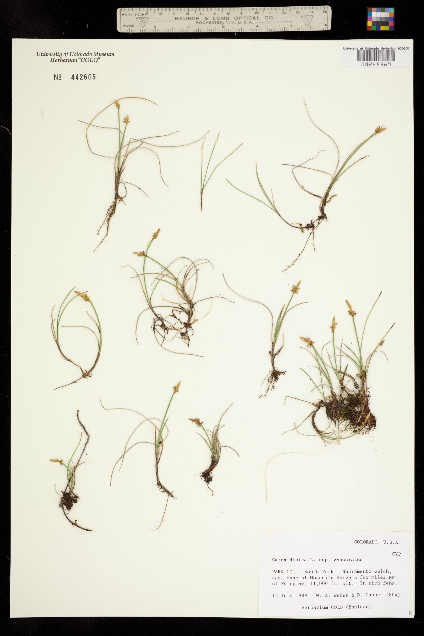 Carex dioica image