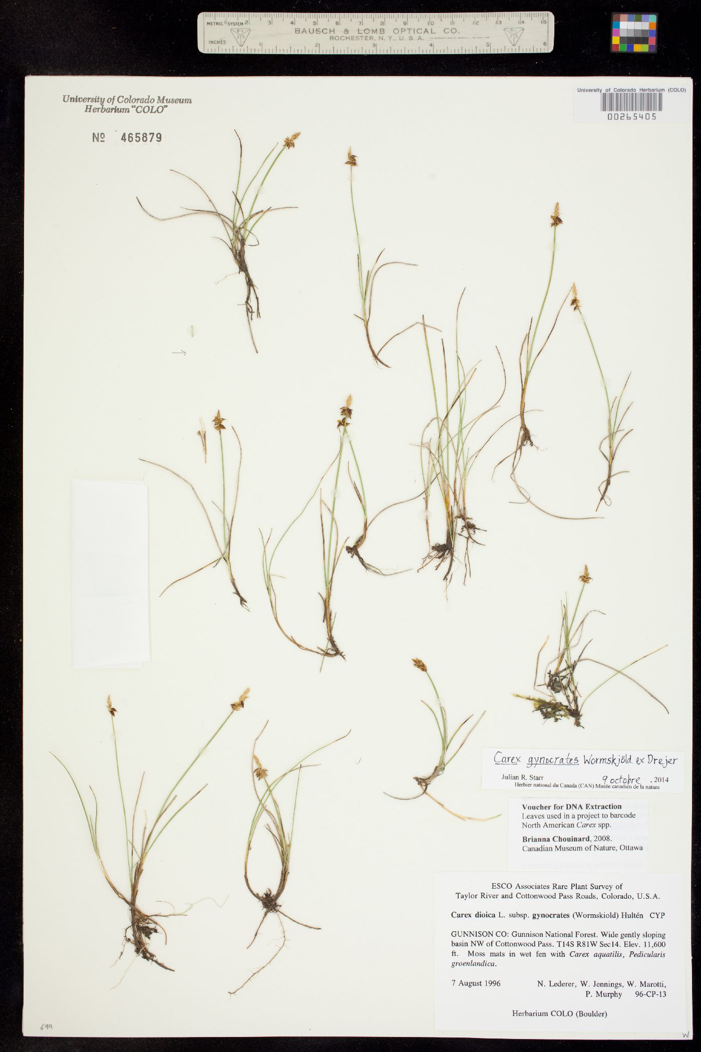 Carex gynocrates image