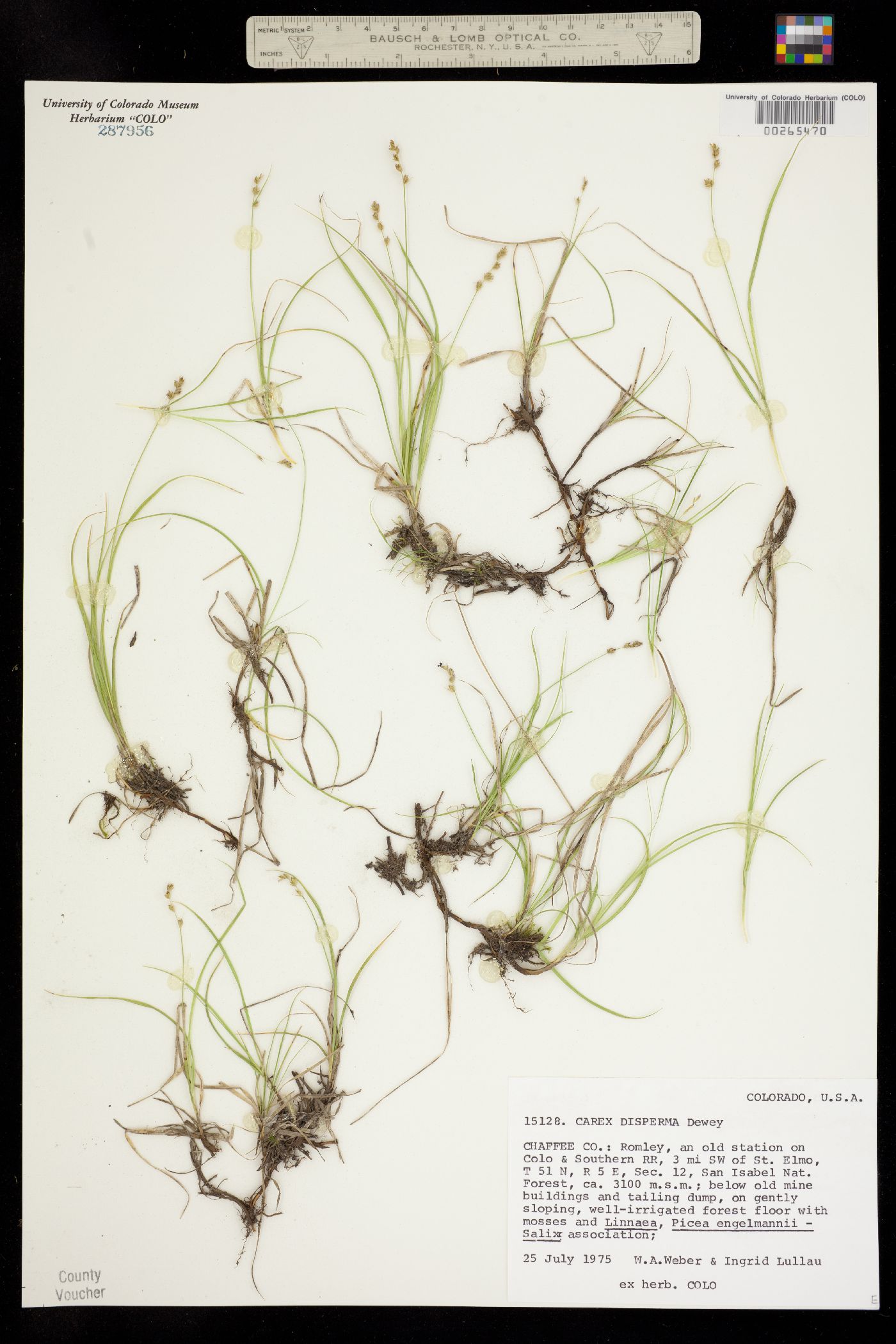 Carex disperma image