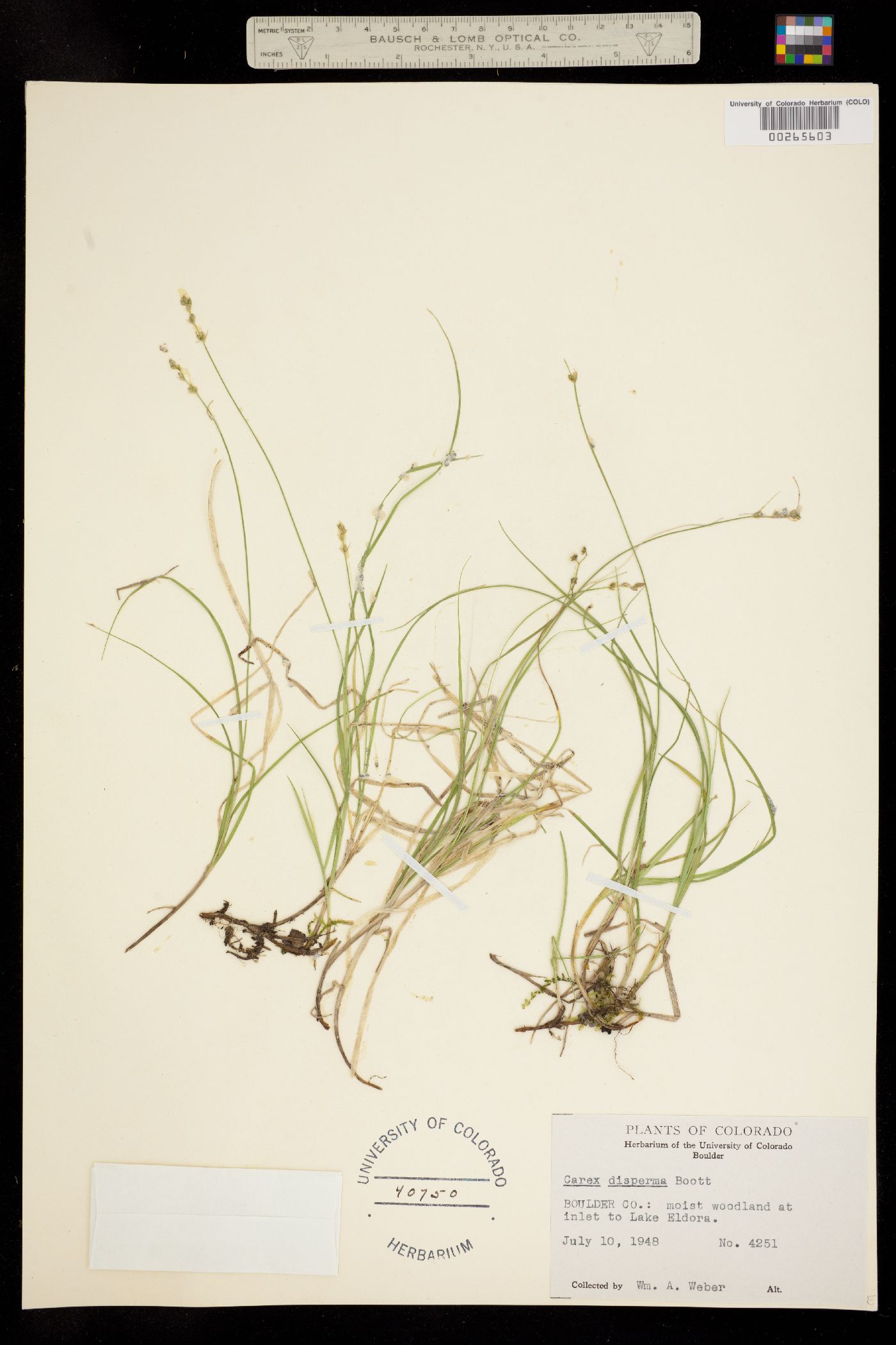 Carex disperma image