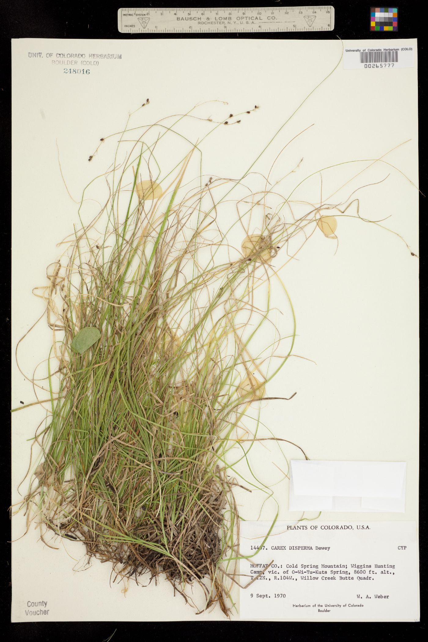 Carex disperma image