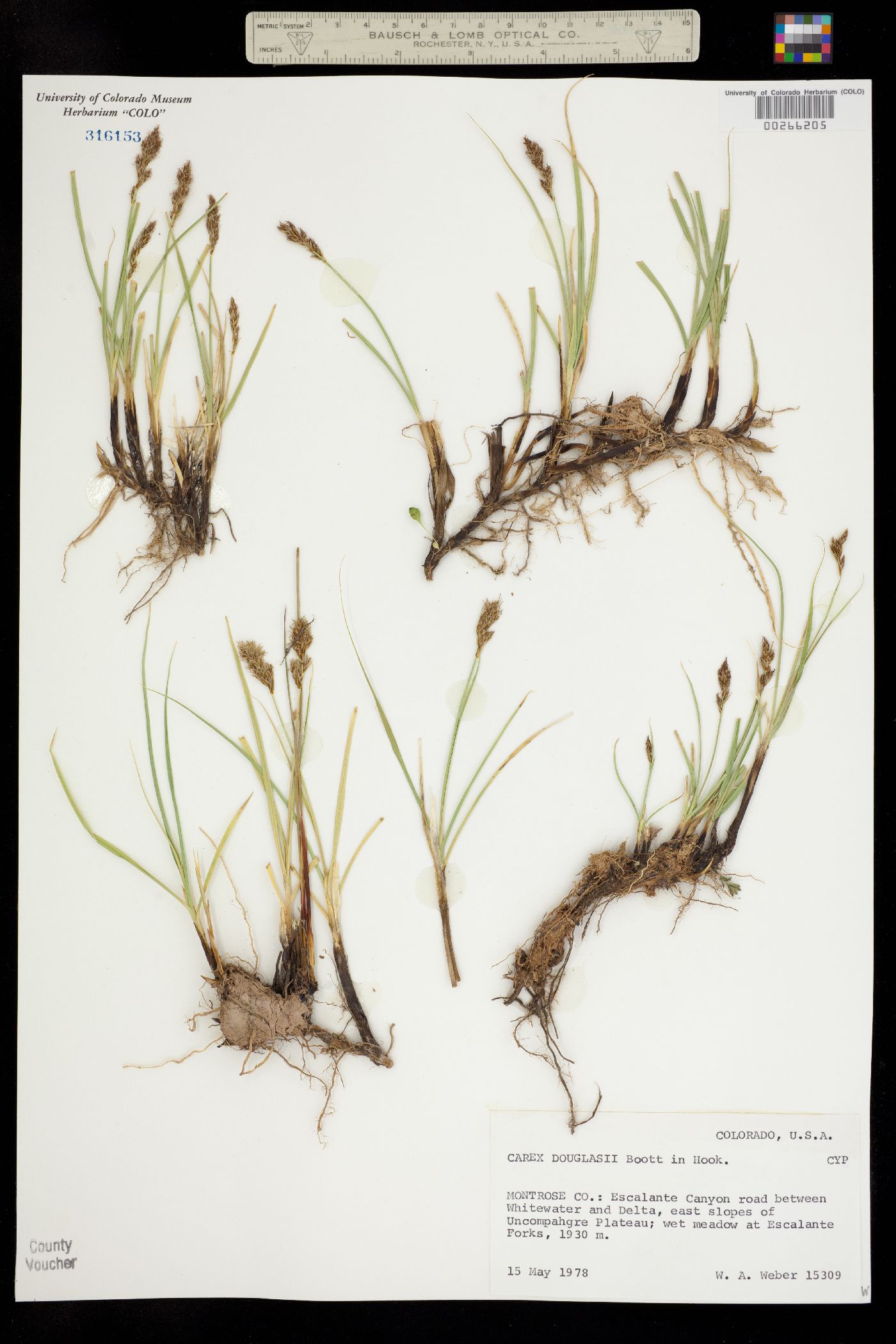 Carex douglasii image
