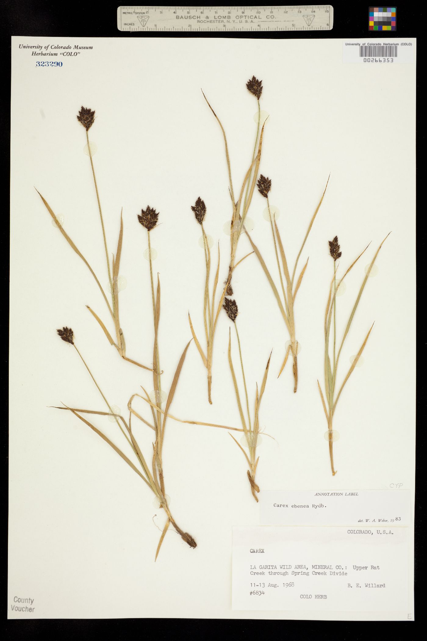 Carex ebenea image