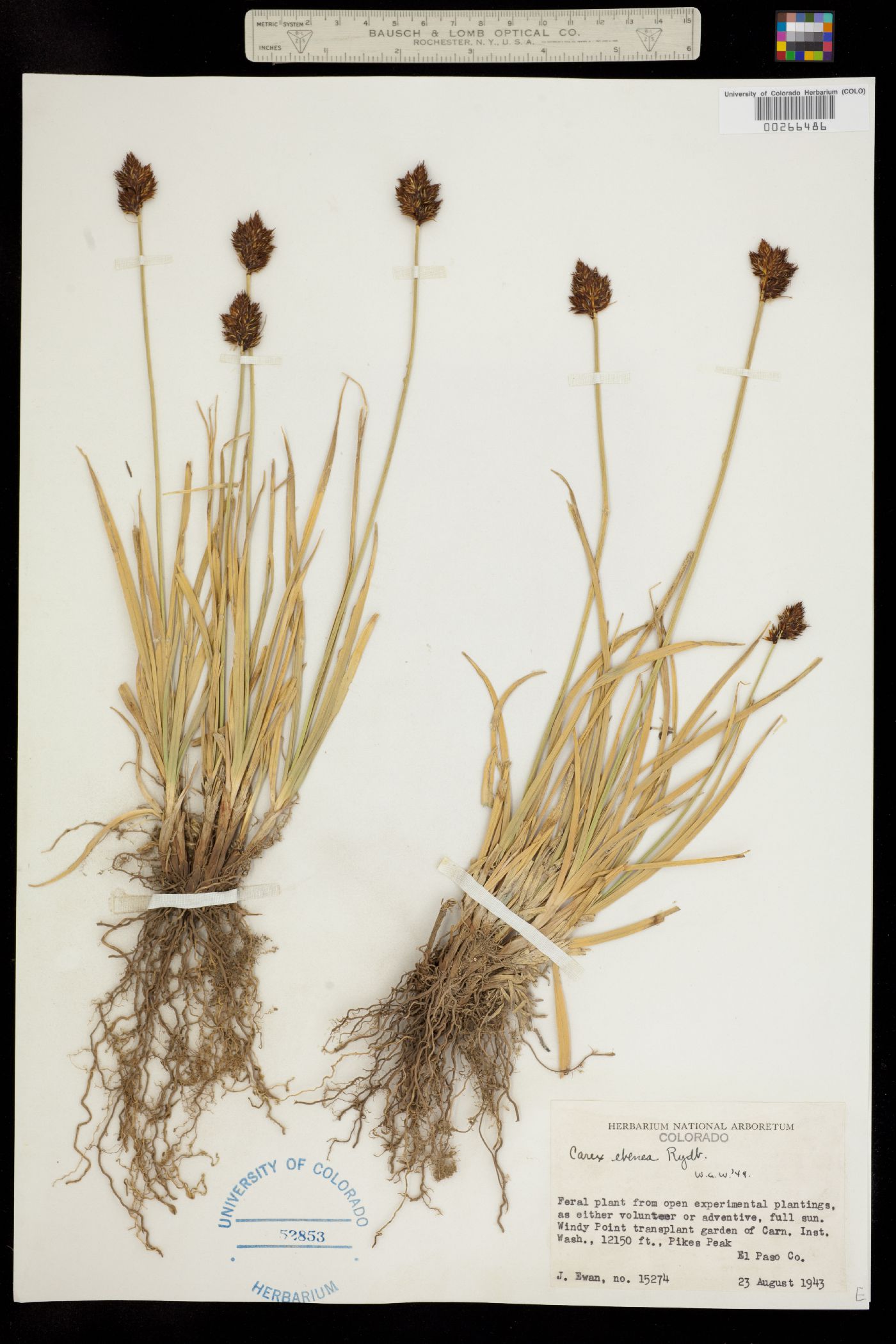 Carex ebenea image
