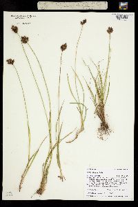 Carex ebenea image