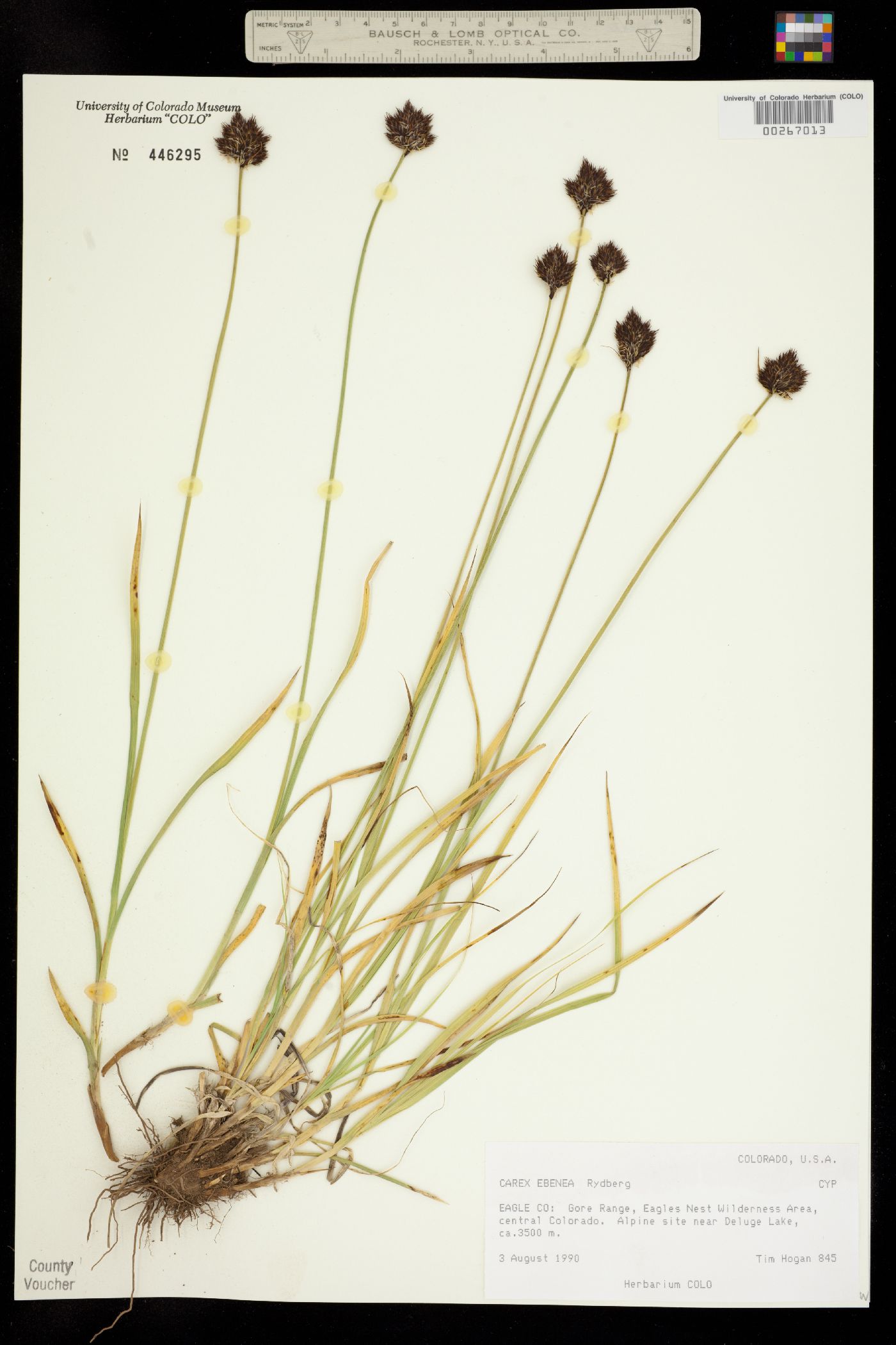 Carex ebenea image