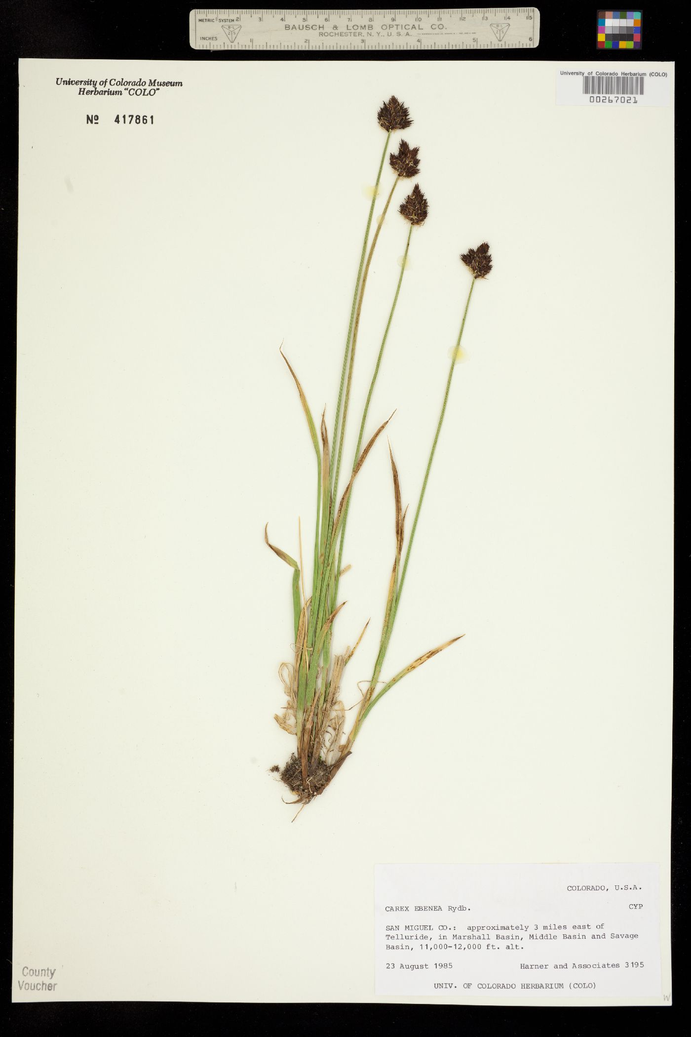 Carex ebenea image
