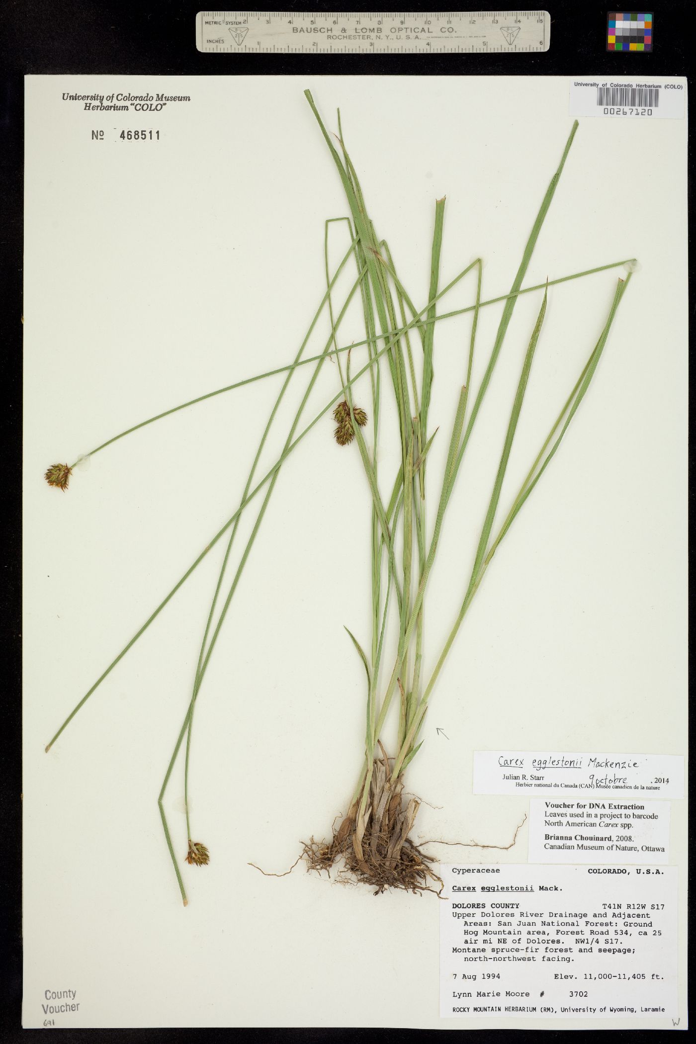 Carex egglestonii image