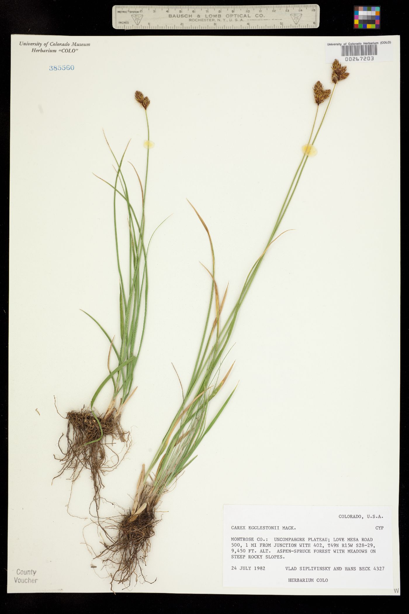 Carex egglestonii image