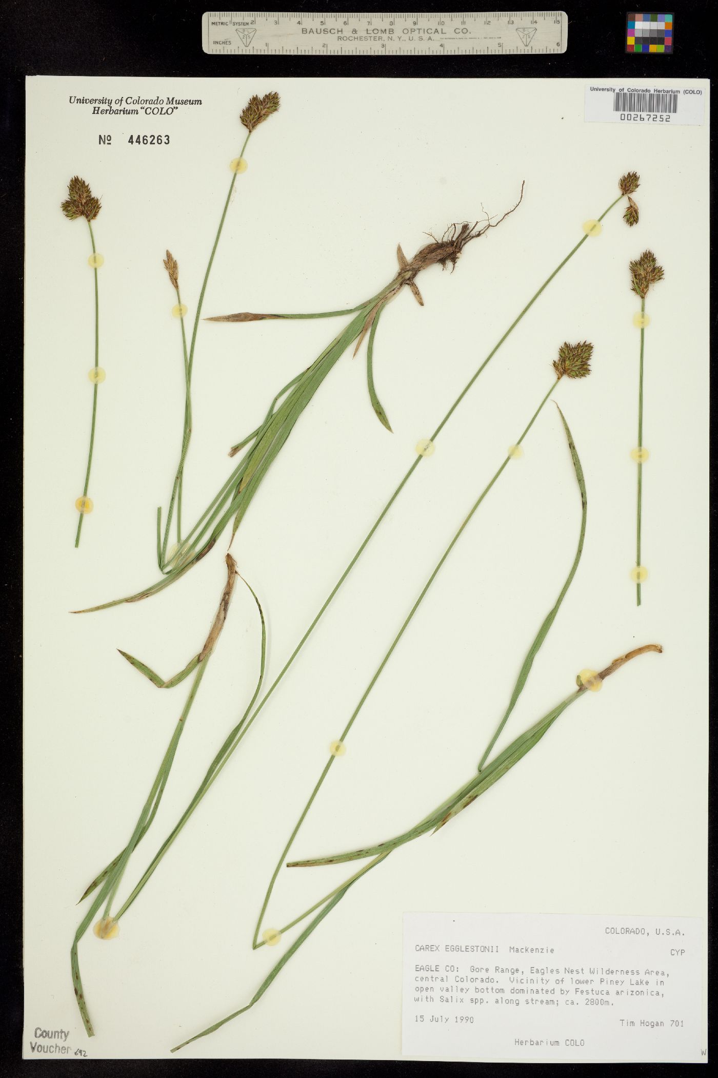 Carex egglestonii image