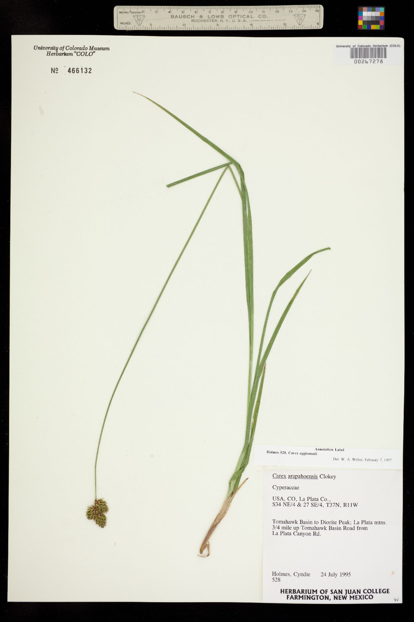 Carex egglestonii image