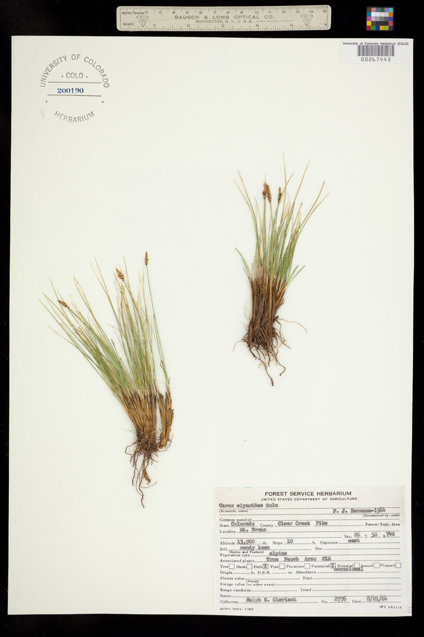 Carex elynoides image