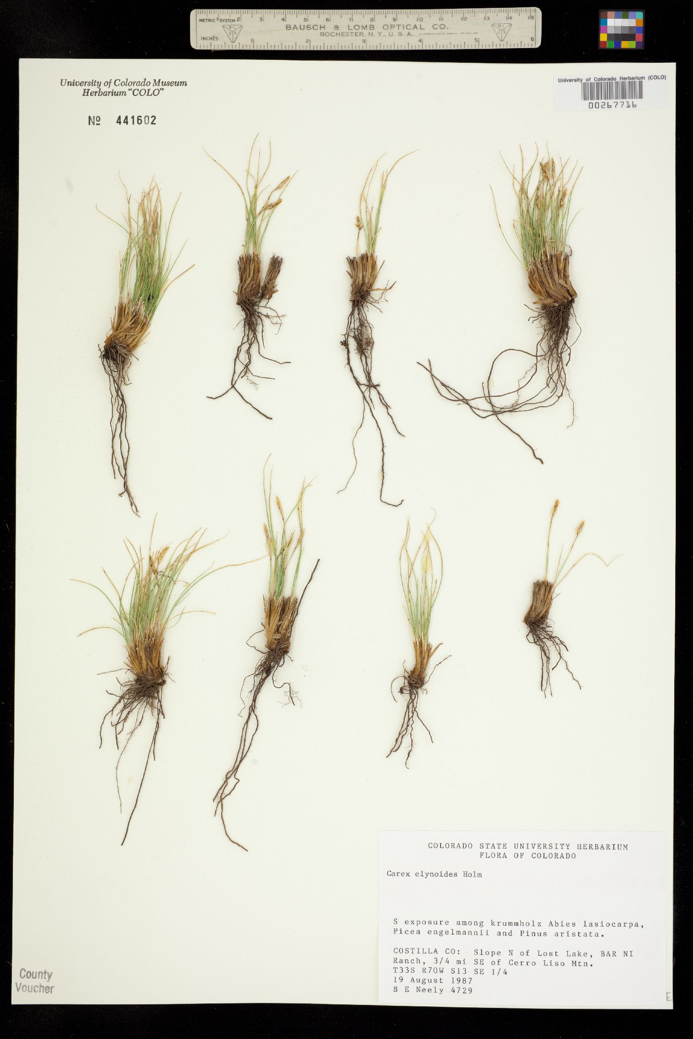 Carex elynoides image