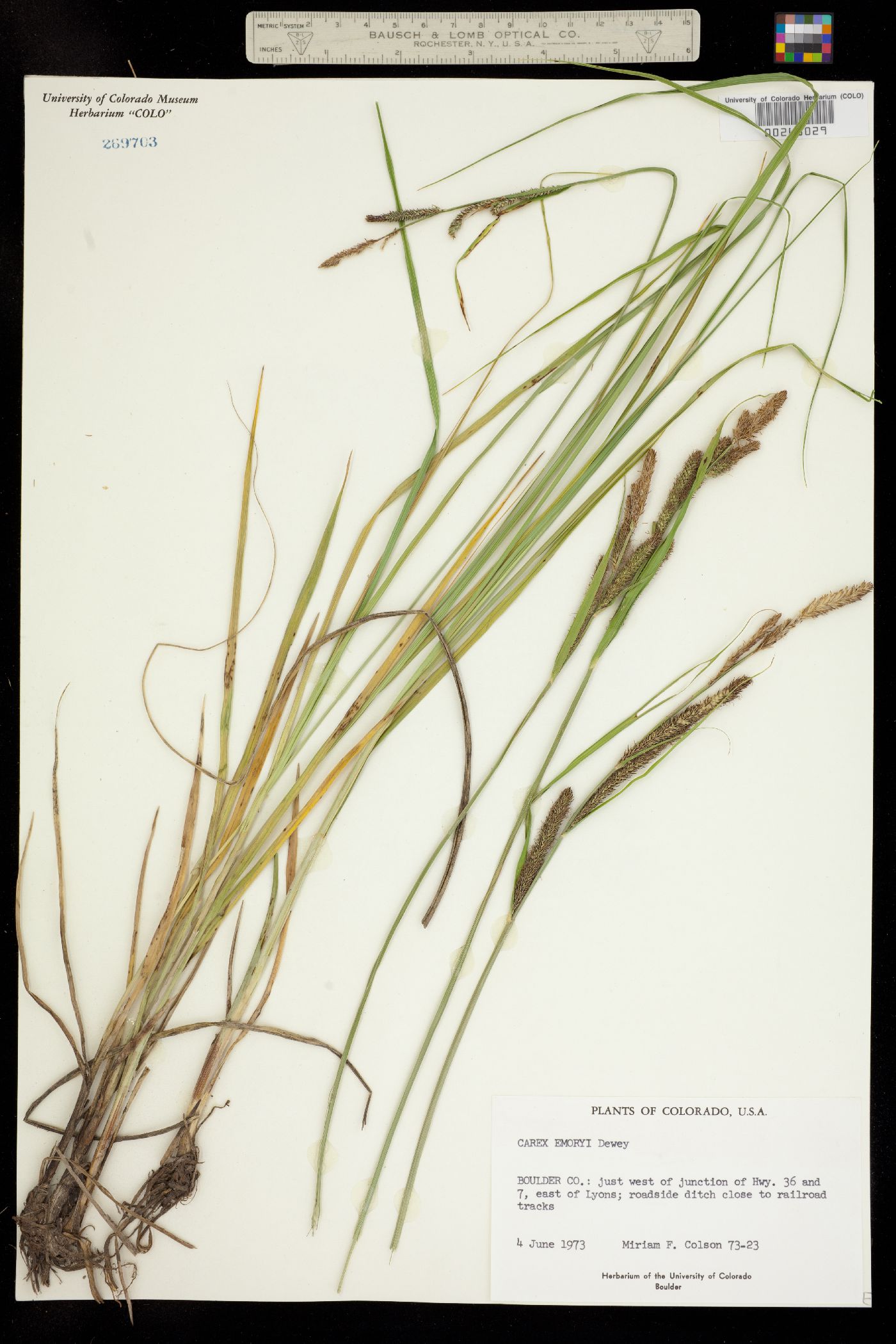 Carex emoryi image