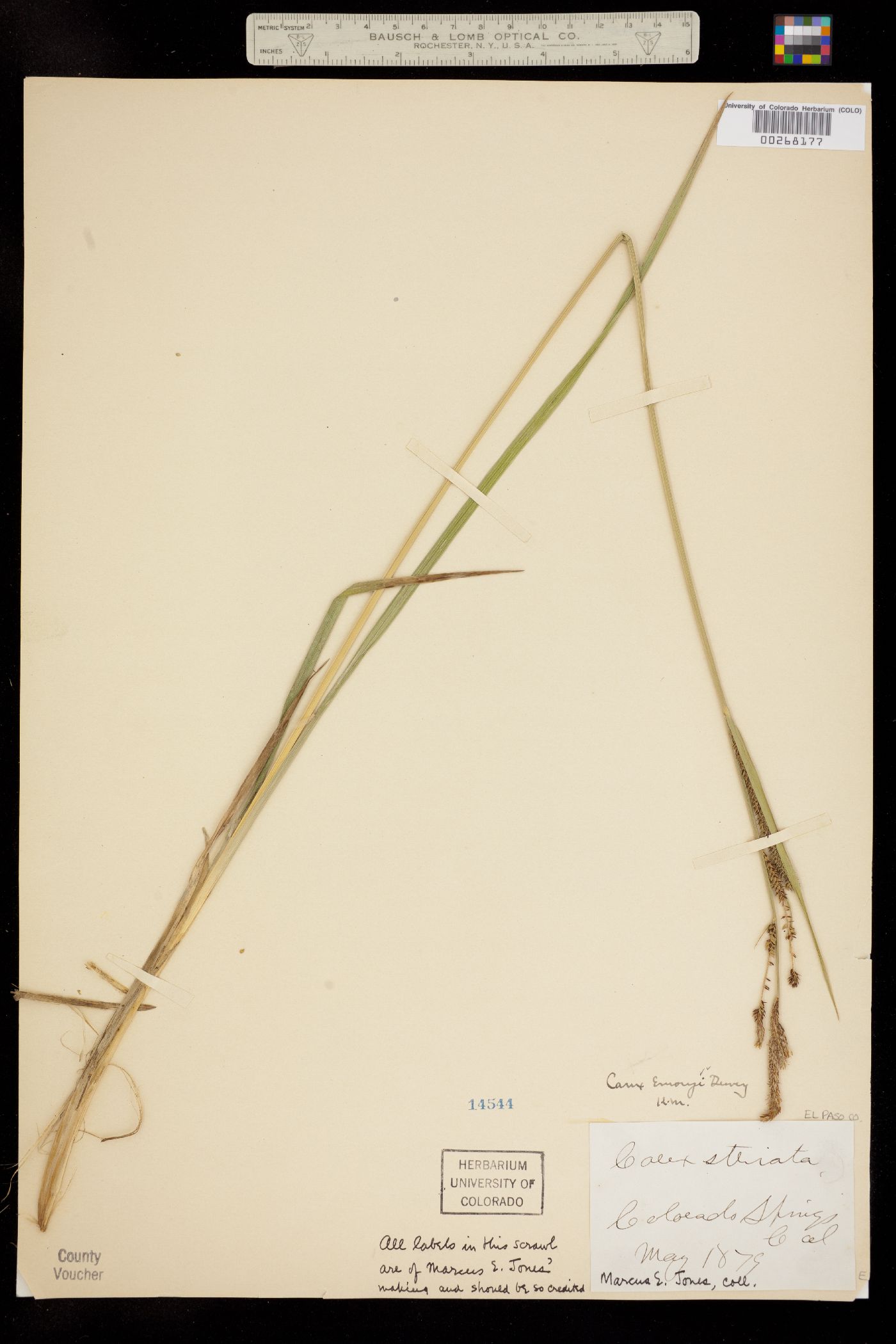 Carex emoryi image