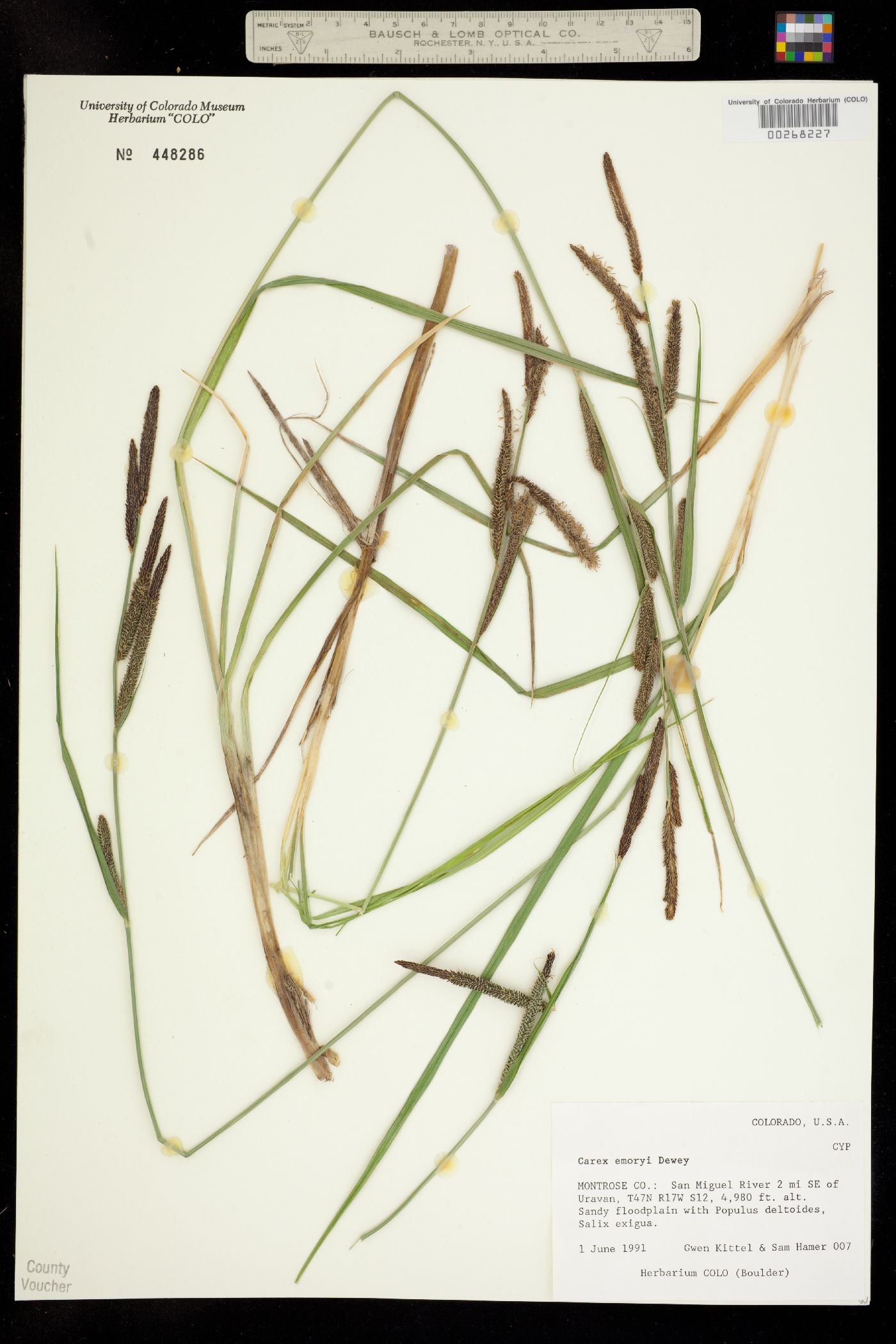 Carex emoryi image