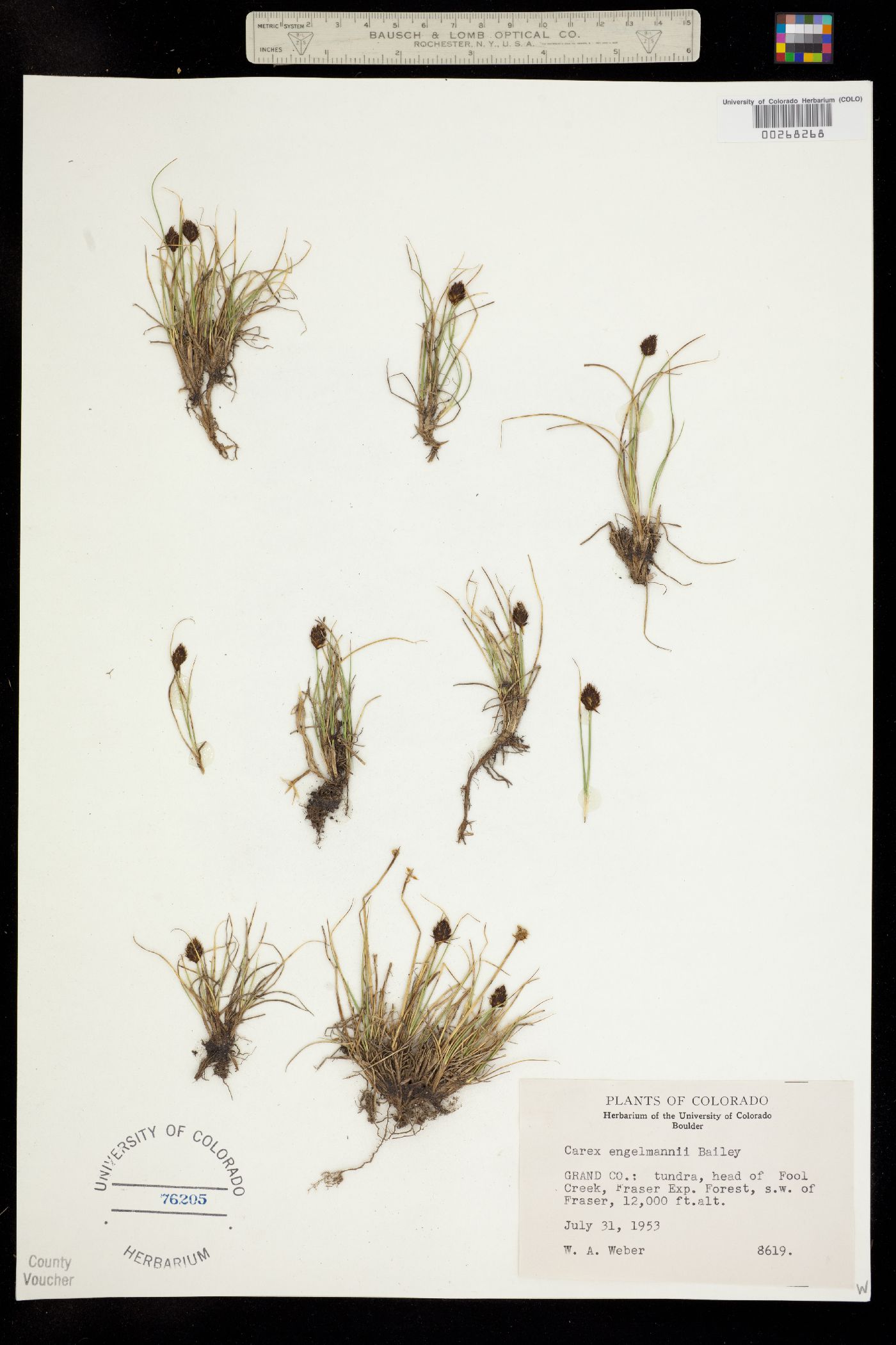 Carex engelmannii image