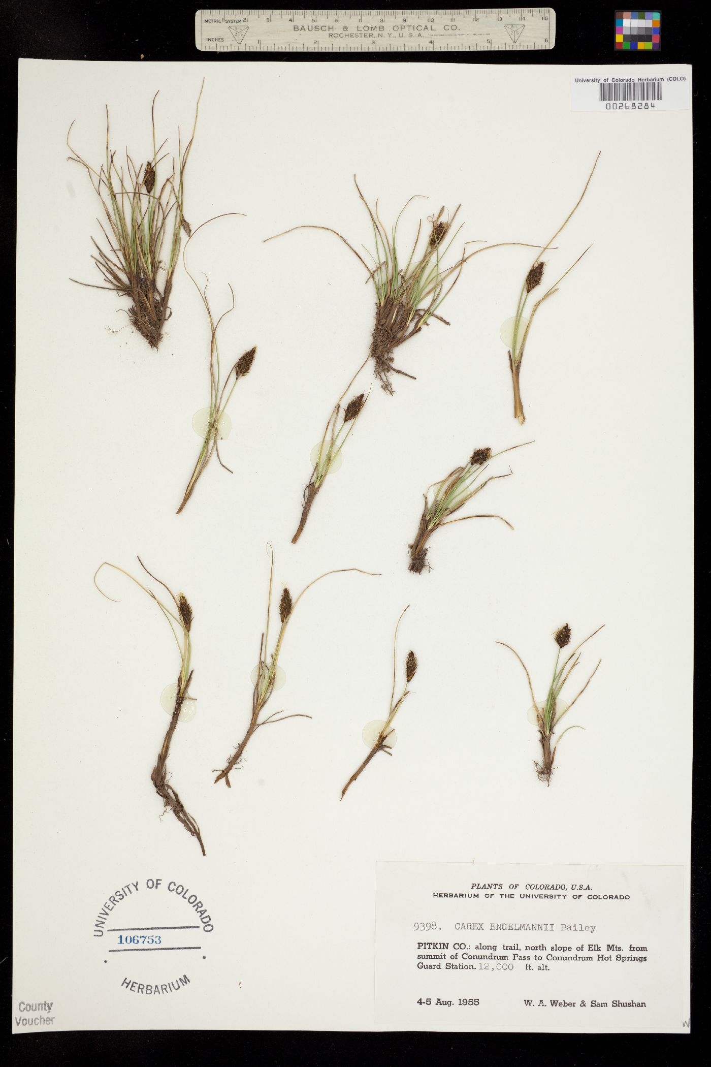 Carex engelmannii image