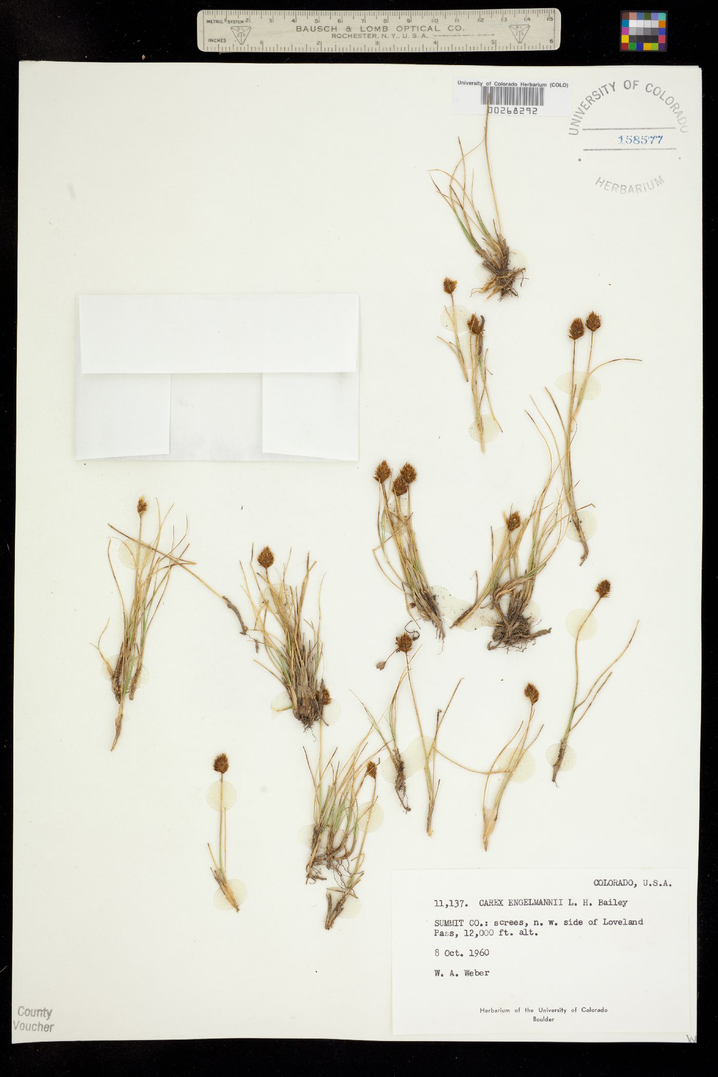 Carex engelmannii image