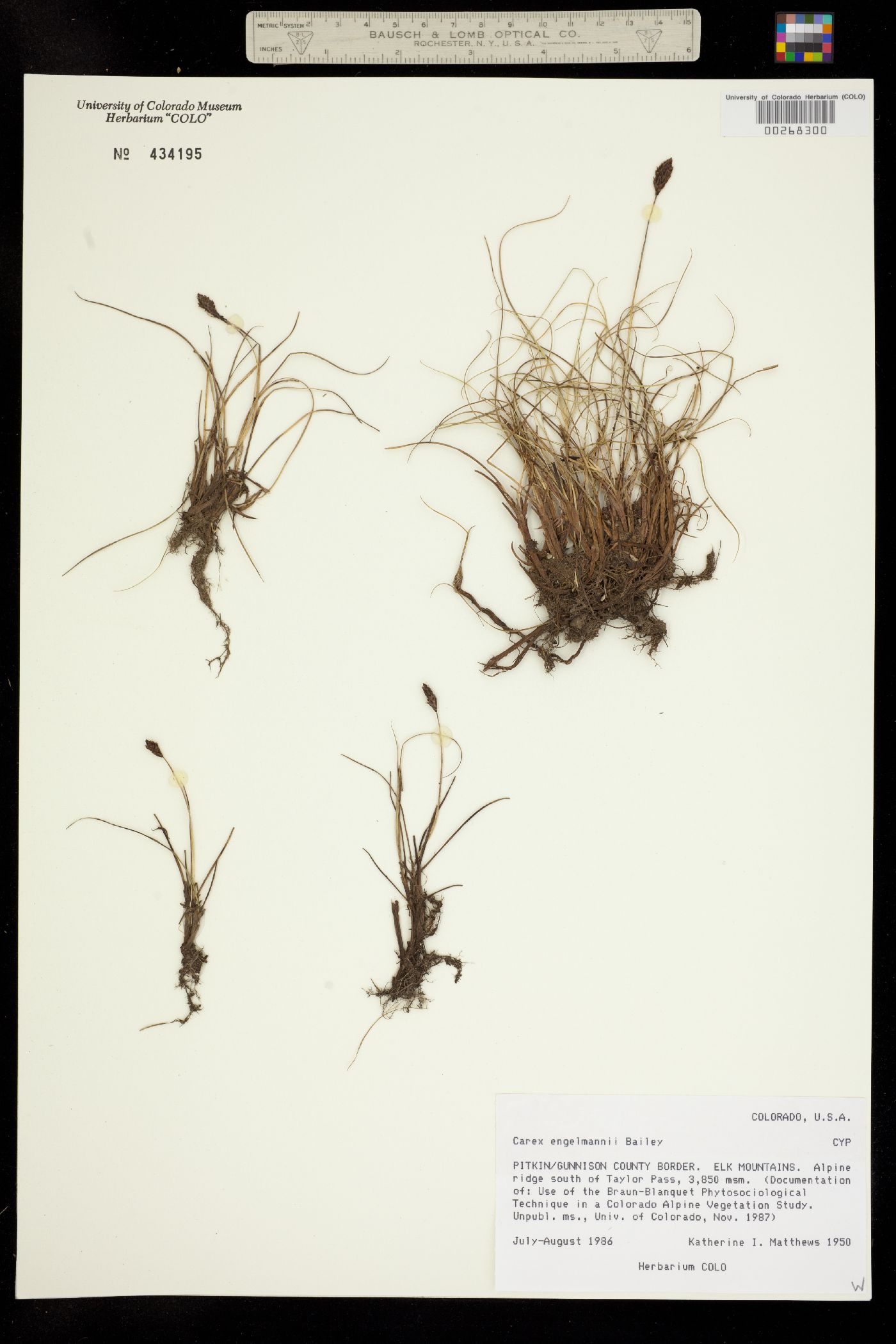 Carex engelmannii image