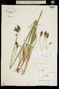 Image of Carex epapillosa