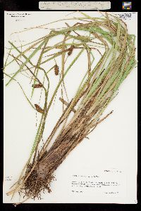 Image of Carex exsiccata