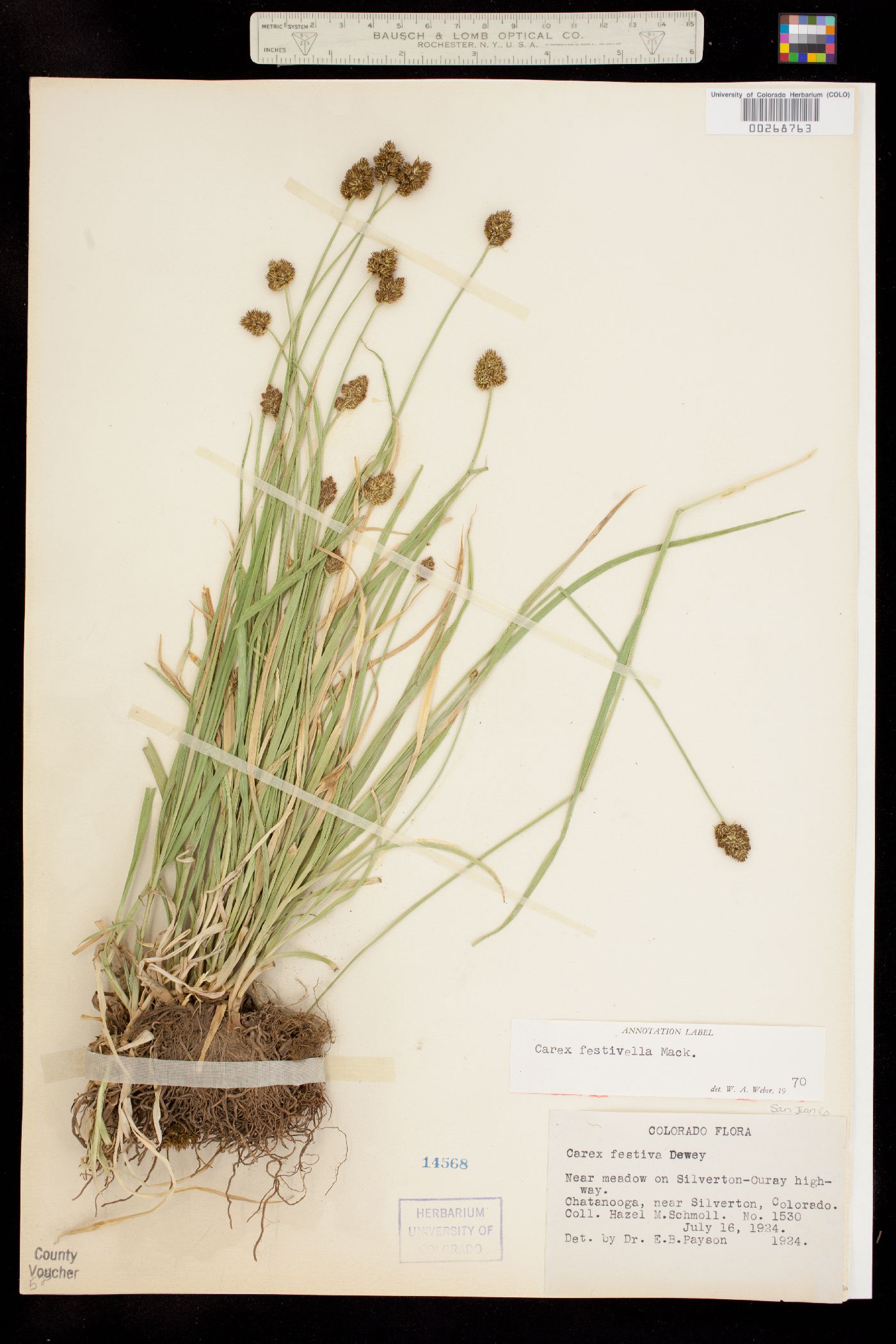 Carex microptera image