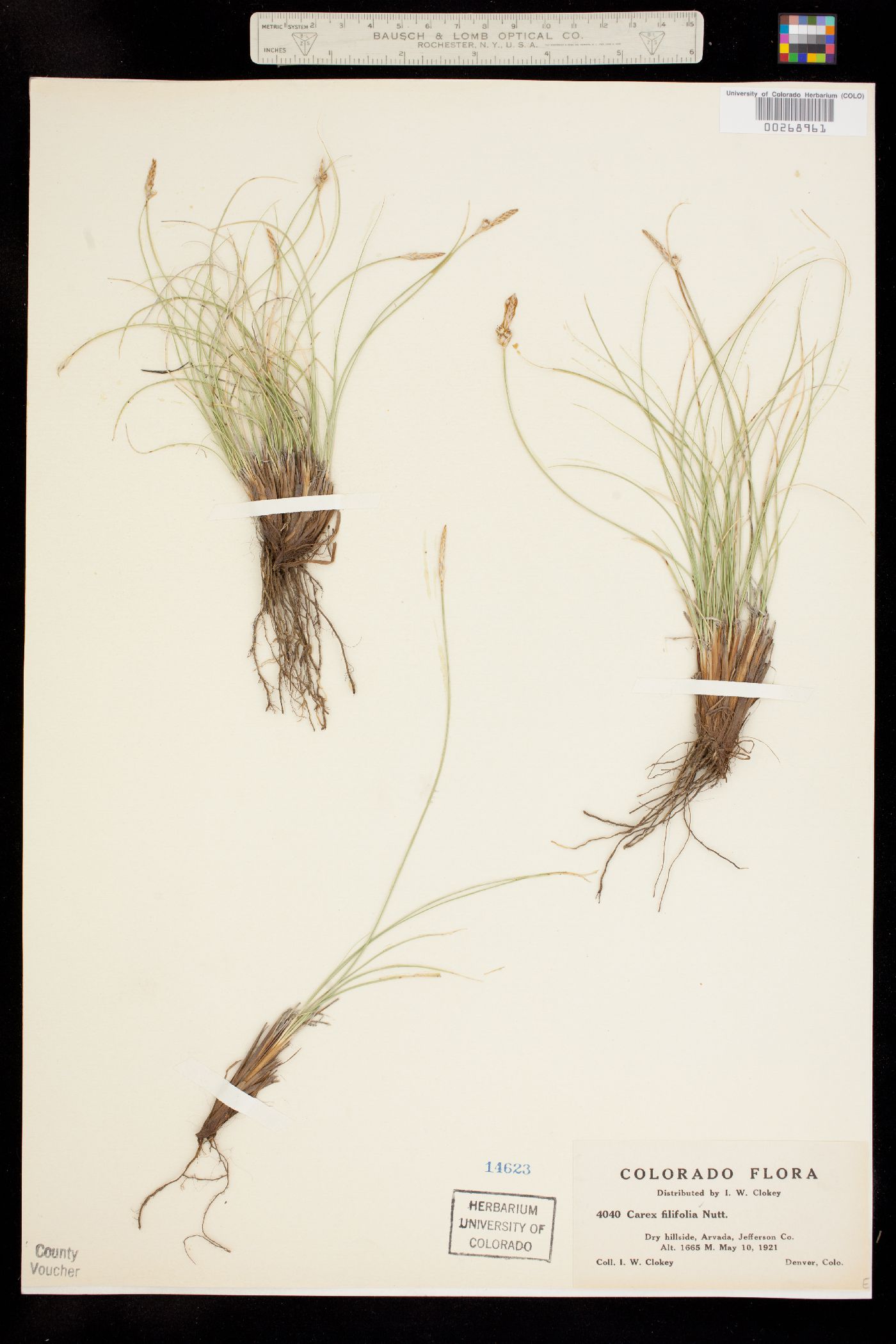 Carex filifolia image
