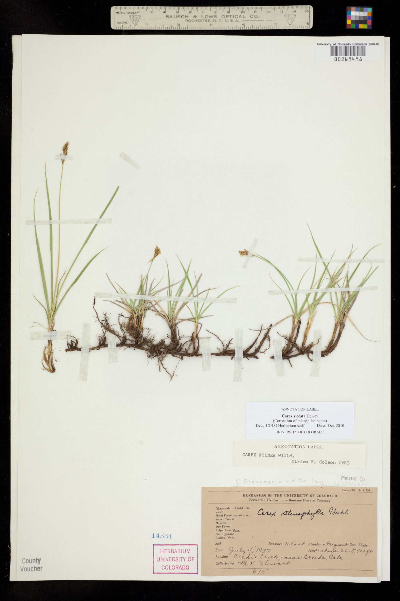 Carex siccata image