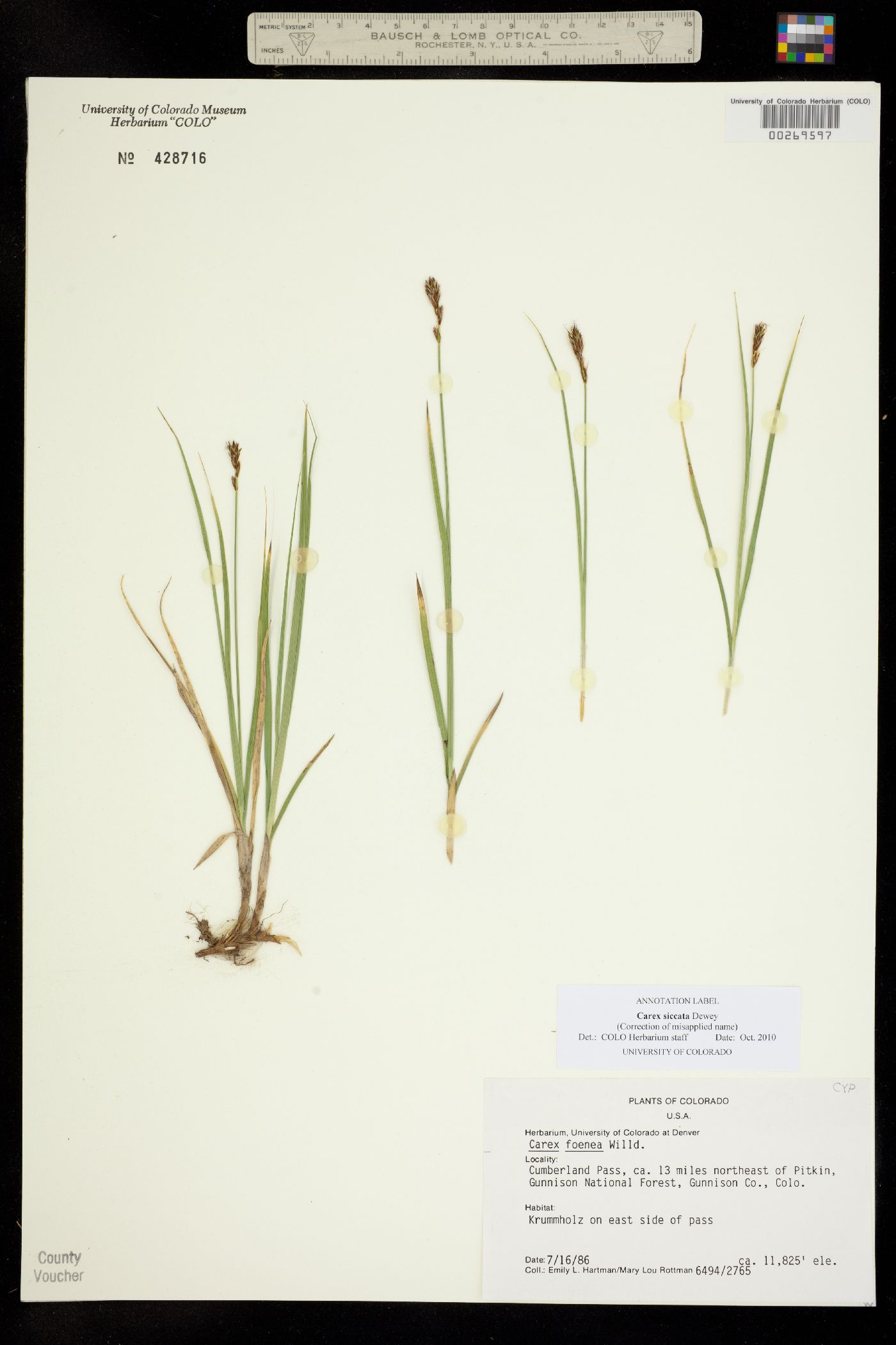 Carex siccata image