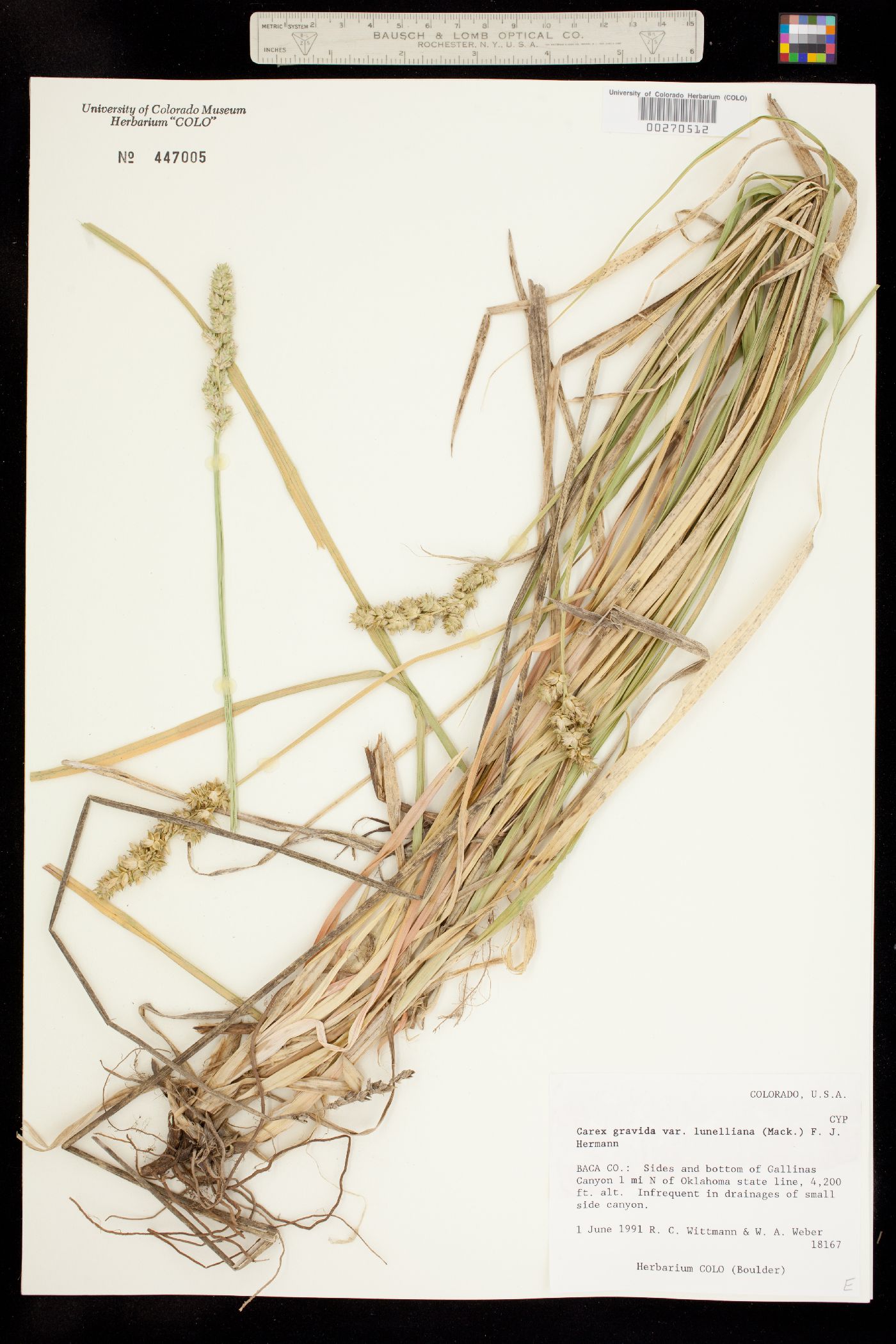 Carex gravida image