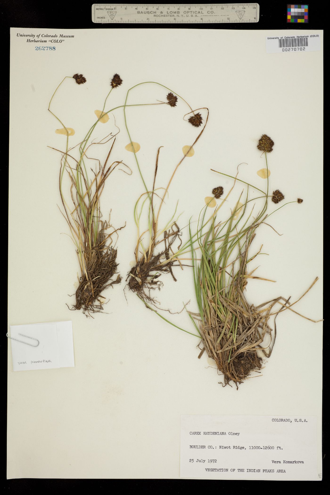 Carex haydeniana image