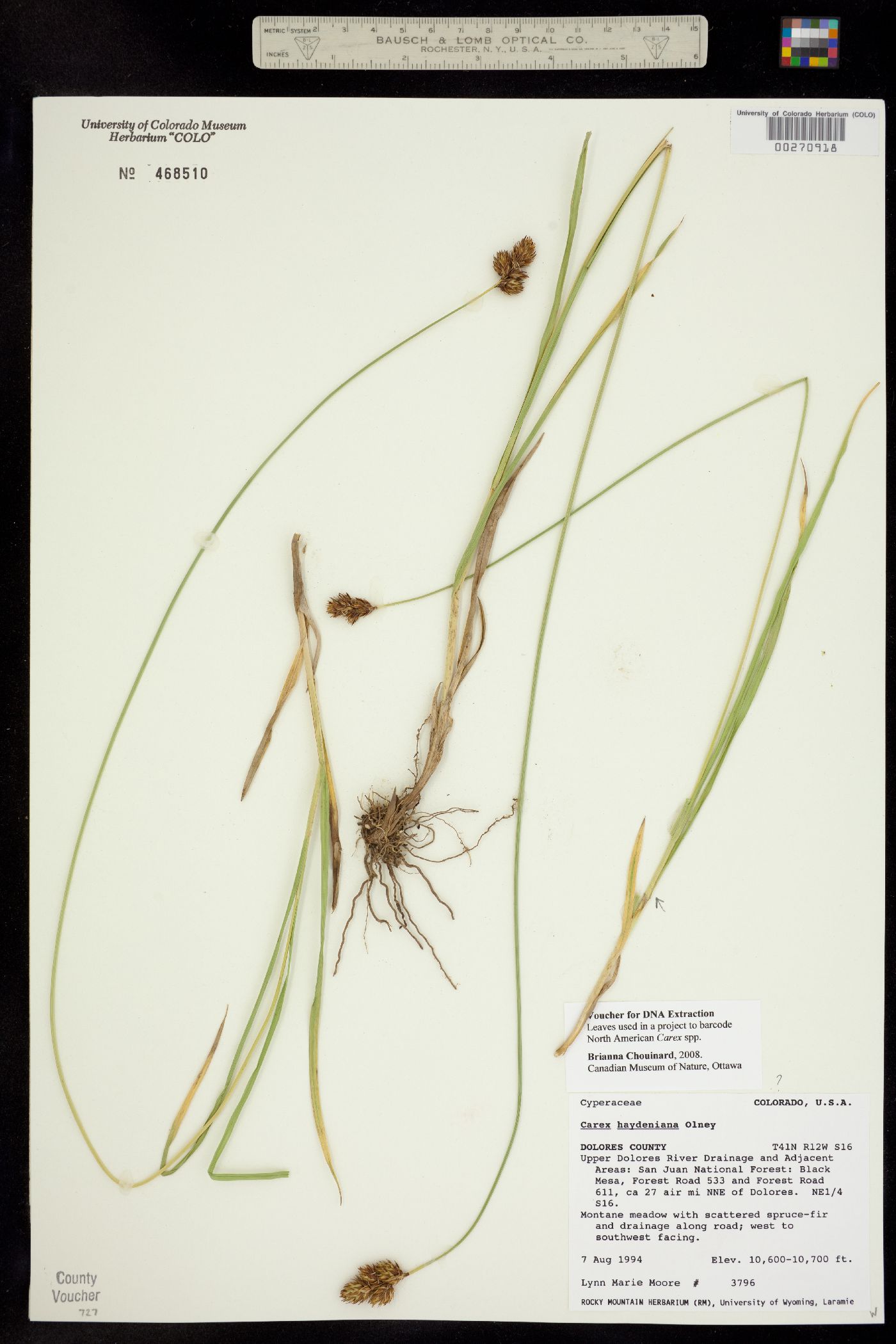 Carex haydeniana image