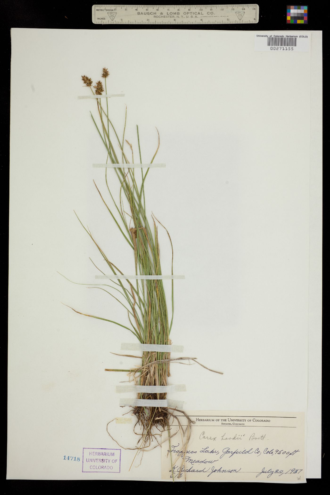 Carex hoodii image