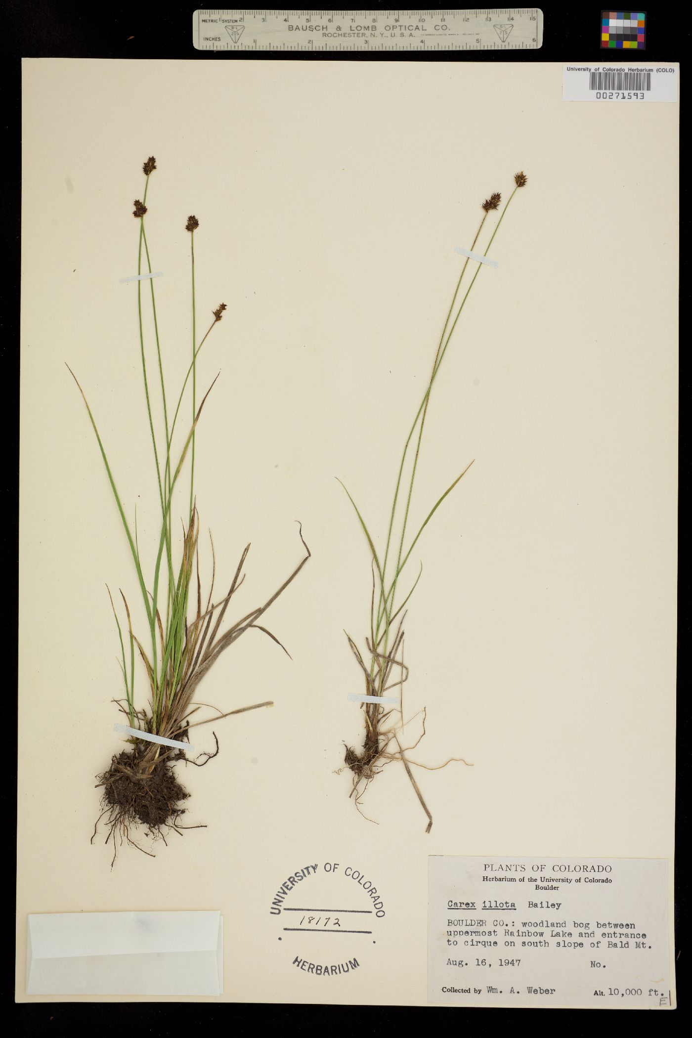 Carex illota image