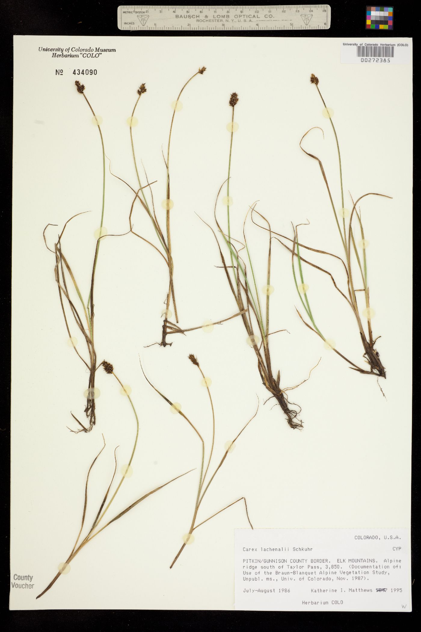 Carex lachenalii image