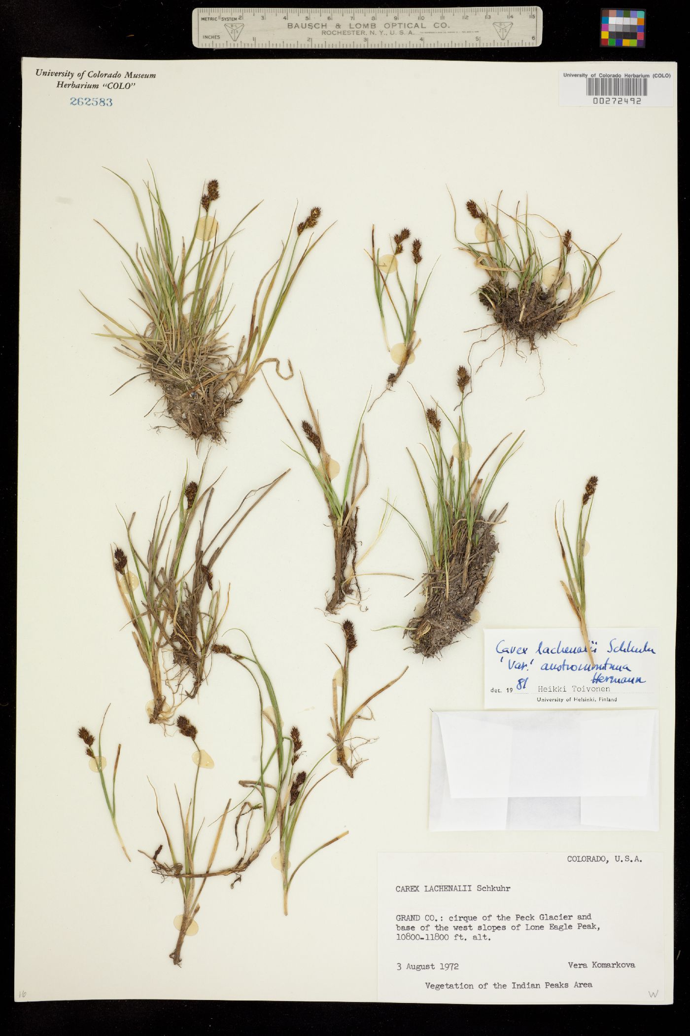 Carex lachenalii image