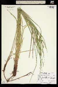 Carex lanuginosa image