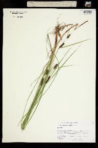 Carex lanuginosa image