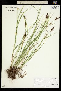 Carex lanuginosa image