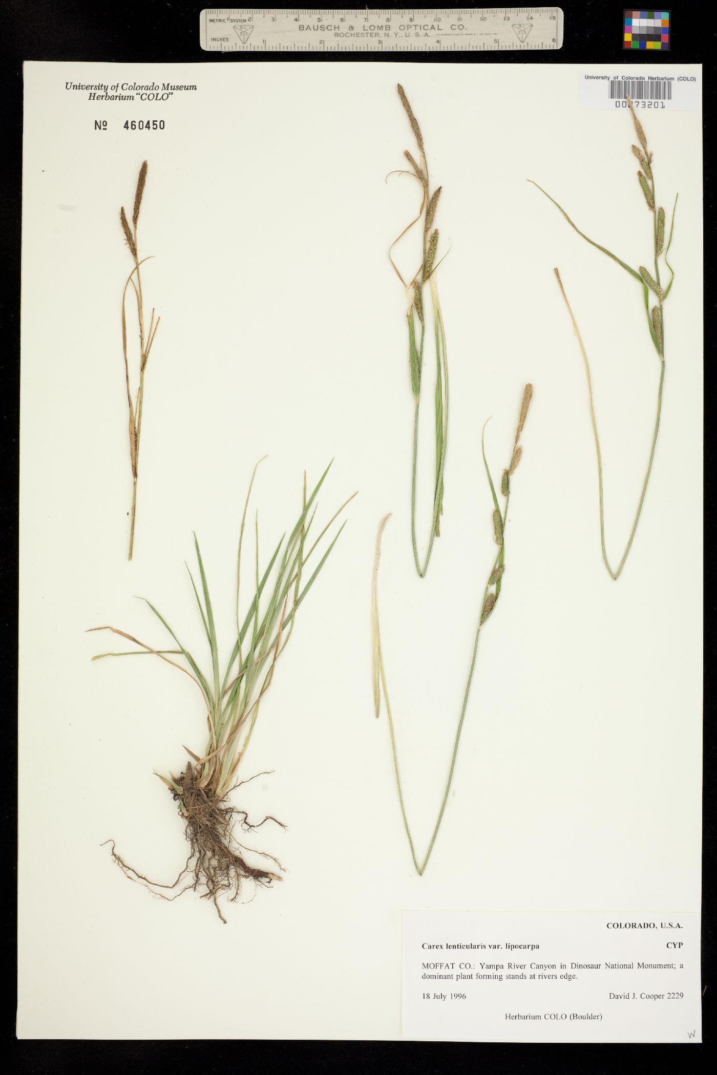Carex lenticularis var. lipocarpa image