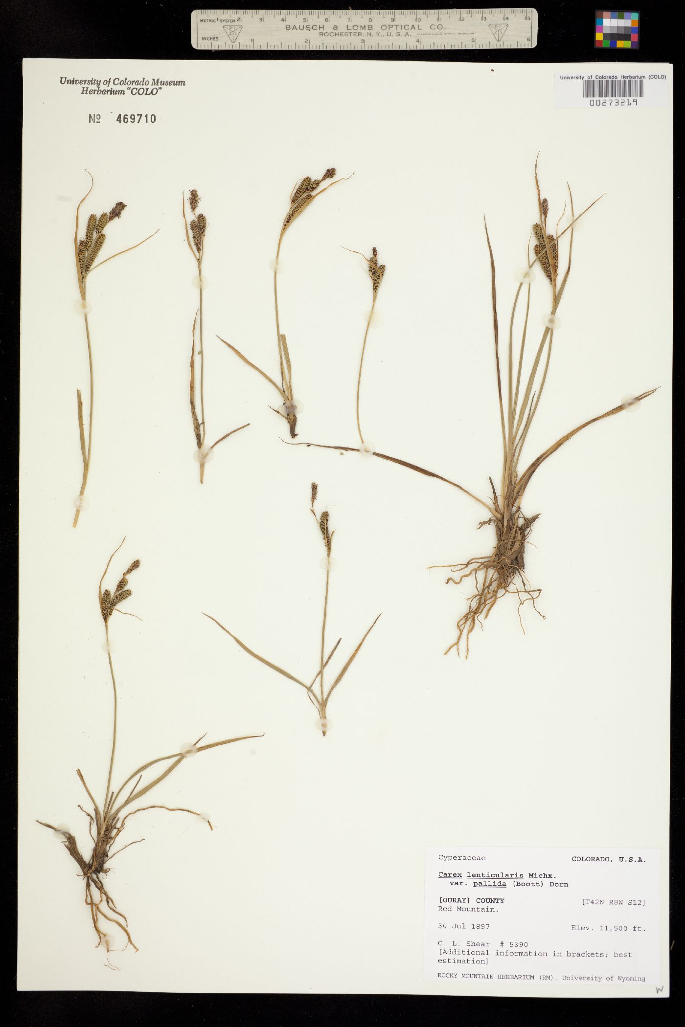 Carex lenticularis var. lipocarpa image