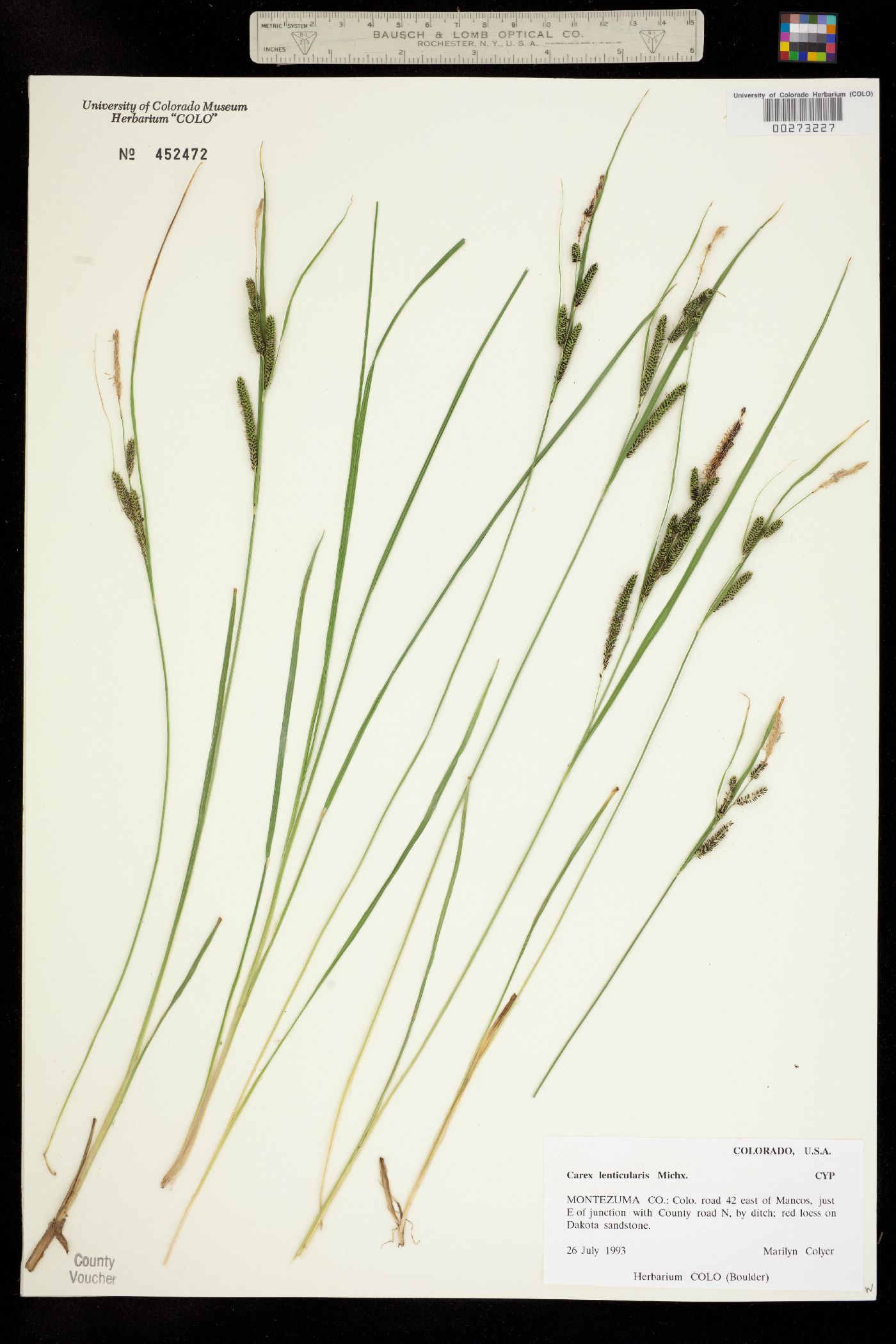 Carex lenticularis var. lipocarpa image